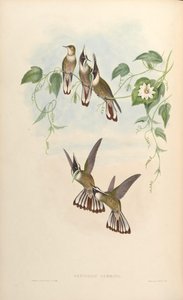 Oxypogon guerinii door John Gould